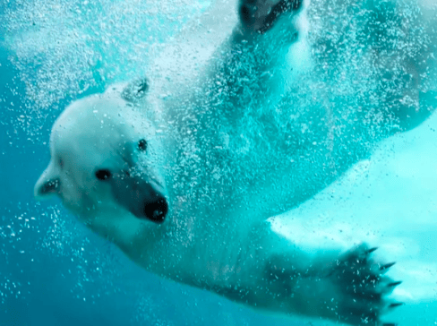 北海道親子景點｜9. 旭山動物園